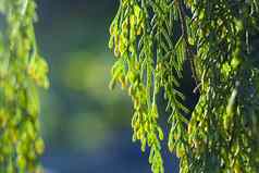 松树叶子特写镜头宏绿色自然背景