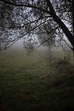 多雾的秋天早....神秘的景观黑暗树可怕的雾草地