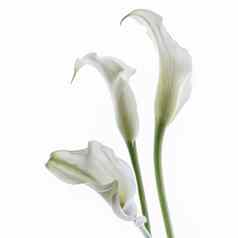 美丽的马蹄莲花孤立的白色背景
