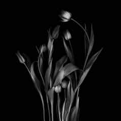 郁金香花集合孤立的黑色的背景
