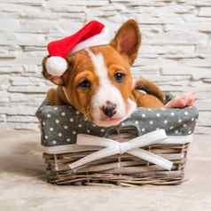 有趣的红色的巴辛吉小狗狗圣诞老人他圣诞节
