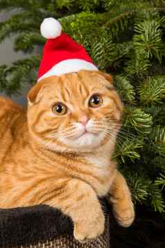 美丽的苏格兰褶皱红色的猫圣诞老人他圣诞节