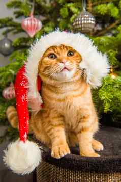 美丽的苏格兰褶皱红色的猫圣诞老人他圣诞节