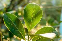 绿色叶吸收早....阳光叶子植物特写镜头背光早....雷光美自然背景光合作用叶绿素植物学生物学概念