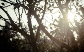 早....阳光树叶子模糊森林布什林地环境前景轮廓回来基斯明亮的阳光美自然摘要主题背景图像复制空间