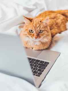 可爱的姜猫说谎床上移动PC毛茸茸的宠物第一版