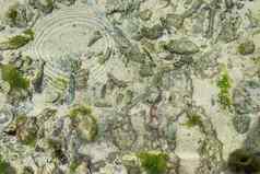 色彩斑斓的海底照片海滩塞舌尔isl