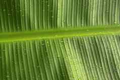 美丽的绿色关闭照片热带植物叶子