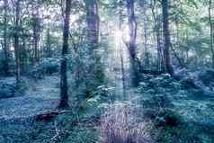 神秘的仙女演讲视图神奇的黑暗蓝色的森林