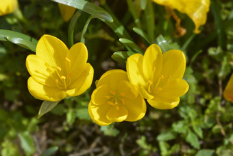 冬天<strong>水仙花</strong>