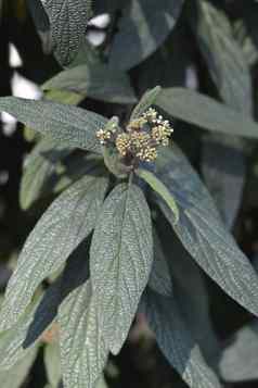 皱纹荚莲属的植物