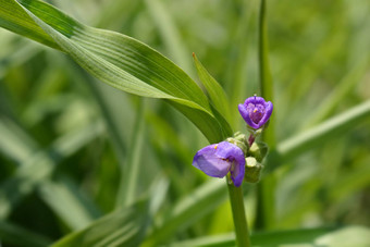 紫露草属花