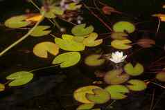 白色莲花莉莉黄色的花粉表面池塘