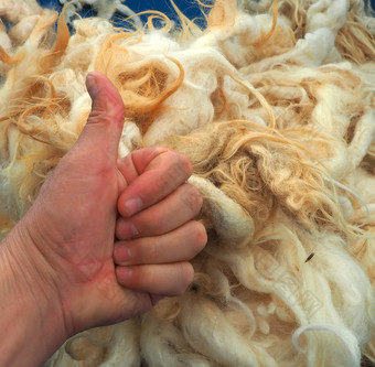 纯自然羊羊毛健康的枕头被子自然纯羊羊毛洗清洗羊羊毛