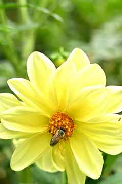 花园花蜂蜜蜜蜂