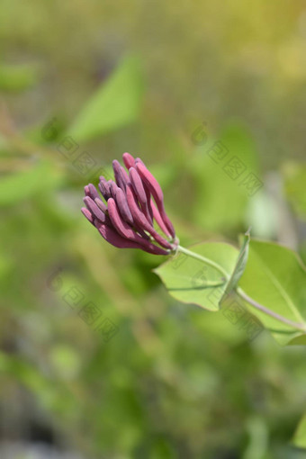 忍冬属植物德罗莫尔<strong>朱红色</strong>