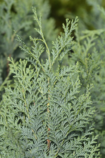 劳森柏树columnarisglauca