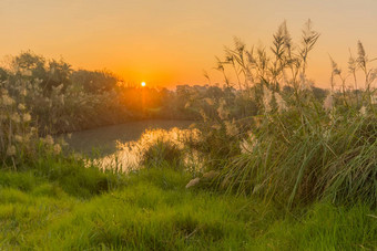 日出湿地阿菲克自然储备