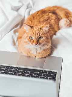 可爱的姜猫说谎床上移动PC毛茸茸的宠物第一版