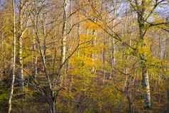 秋天秋天森林景观秋天叶子树背景