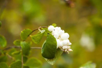 白浆果植物特写镜头宏绿色背景秋天时间