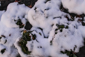 雪下降了草莓植物白雪覆盖的草莓植物草莓叶子突出的雪行