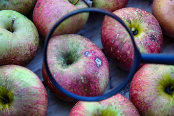 苹果放大放大玻璃相比箱苹果堆放苦坑障碍苹果水果相信诱导钙缺乏