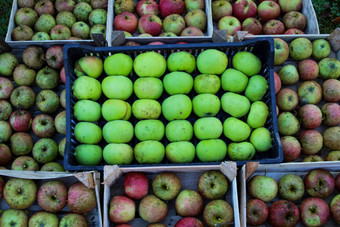 绿色苹果塑料箱木板条箱红色的苹果国产有机苹果概念有机