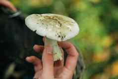 蘑菇手收获大森林秋天植物