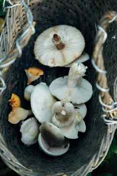 蘑菇收获大森林篮子蘑菇