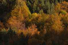 山毛榉森林树秋天颜色庇里牛斯山阿拉贡