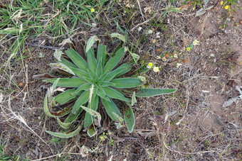 自然<strong>植物植物</strong>对称的叶子有趣的<strong>植物物种</strong>形状