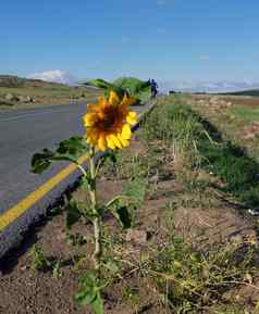 向日葵植物花沥青路边向日葵植物路边