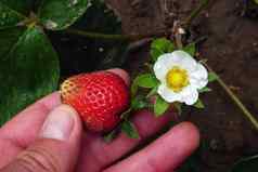 自然草莓草莓花一边一边花园