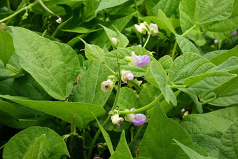 新鲜的绿色豆培养花豆植物豆水果