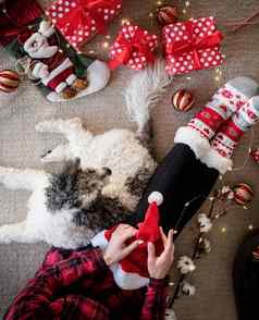 前视图女人有趣的袜子庆祝圣诞节狗