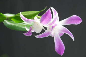 美丽的<strong>石斛</strong>兰花结合明亮的白色紫色的