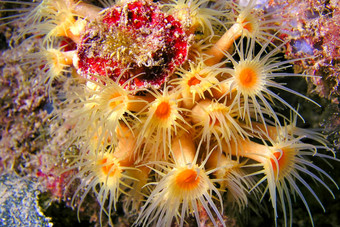 黄色的包馅机海海葵下士cope-puntas的卡内格雷自然公园西班牙