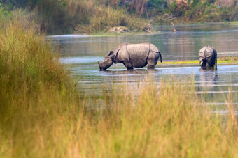 更大的独角<strong>犀牛</strong>皇家巴蒂亚国家公园尼泊尔