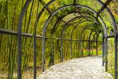 自然隧道公园绿色颜色植物铁栅栏