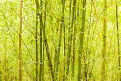 竹子森林背景视图景观绿色竹子野生