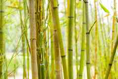 竹子森林背景视图景观绿色竹子野生