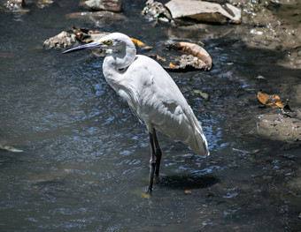孤立的图像白鹭鸟Egrettagarzetta开放水