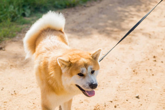 明人犬儒狗皮带国家路