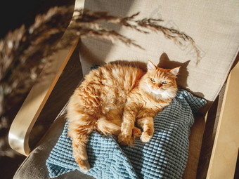 前视图可爱的姜猫说谎枕头毛茸茸的宠物斯塔里