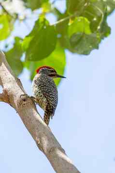 鸟努比亚人的啄木鸟埃塞俄比亚非洲Safari野生动物
