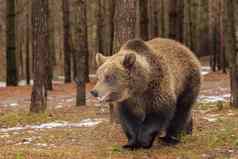 棕色（的）熊冬天森林欧洲野生动物