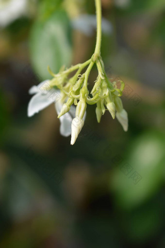 明星茉莉花