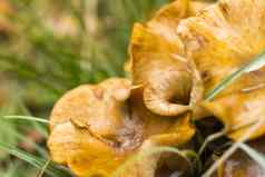木蘑菇野生森林大可食用的蘑菇