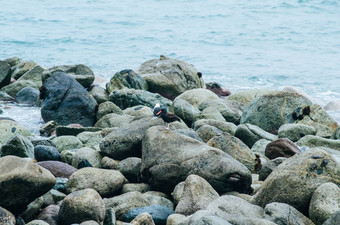 海鸥栖息岩石边缘海